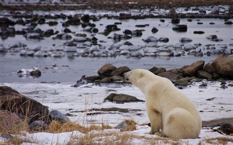 Polar Bears Animals River Wallpapers Hd Desktop And Mobile Backgrounds