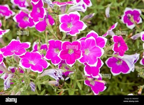 Petunia Flowers In Full Bloom Usa Stock Photo Alamy