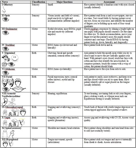 Cranial Nerves Assessment Form Free Printable Form To Help You Assess