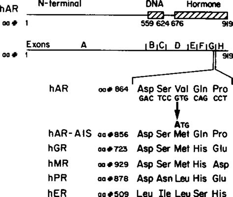 Figure 3 From Sequence Of The Intron Exon Junctions Of The Coding Region Of The Human Androgen