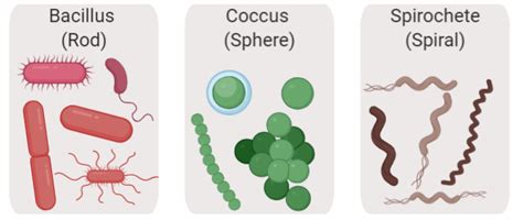 Module 1 Introduction To Microbiology