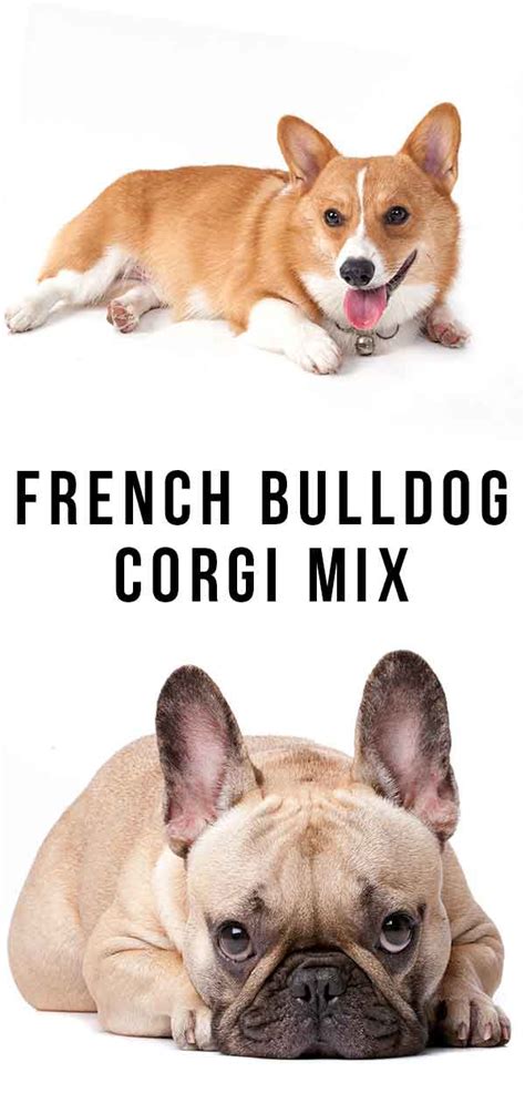 Best French Bulldog Corgi Mix of the decade Check it out now | bulldogs