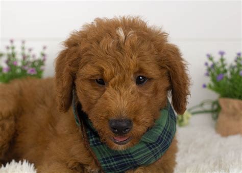 Mini Goldendoodles for Adoption — Family Bred Goldendoodles CA