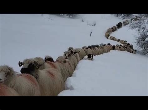 OVCE SE KROZ VELIKI SNIJEG PROBIJAJU DO ŠTALE JEDNA ZA DRUGOM YouTube