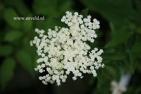 Sambucus Nigra Korsor