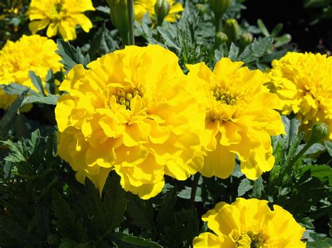 Yellow Marigold Flowers