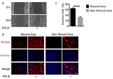 Live Cell Imaging Of The Tgf Smad Signaling Pathway In Vitro And