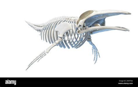 Whale anatomy, illustration Stock Photo - Alamy