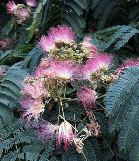 Albizia Trees And Shrubs Online