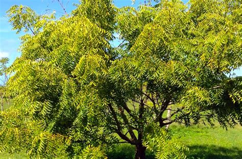 Discover the Neem tree, the 'tree of the forty cures' - Face2Face Africa