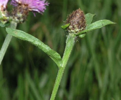 Centaurea Asteraceae