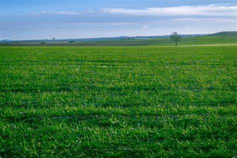 Fotos gratis paisaje naturaleza césped horizonte pantano planta