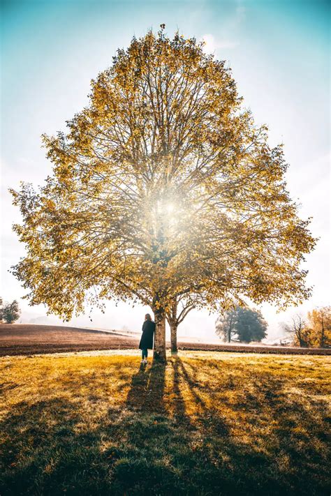 Cu L Es La Diferencia Entre El Rbol De La Vida Y El Rbol Del