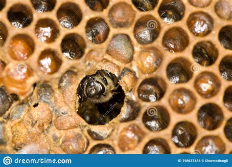 Abelha De Mel Apis Mellifera Trabalhadora Cuidando De Larvas Em Brood