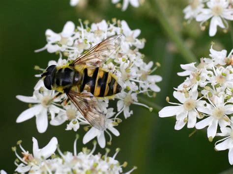 Myathropa Florea Gemeine Doldenschwebfliege Weibchen N Flickr