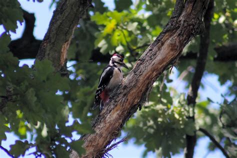 Bird Woodpecker Tree Free Photo On Pixabay Pixabay