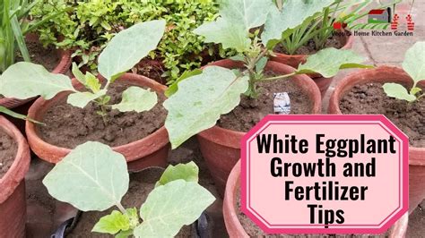 White Eggplant Healthy Growth And Fertilizer Tips At Asim Garden Veggies Home Kitchen Garden