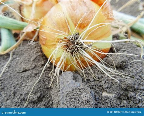 Colheita De Cebola No Campo Imagem De Stock Imagem De Comer