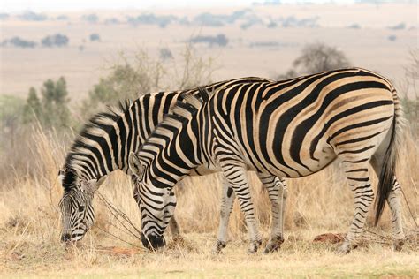 Zebra In The Veld Free Stock Photo Public Domain Pictures