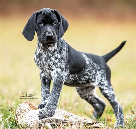 GERMAN SHORTHAIRED POINTER #puppy #germanshorthairedpointer From # ...