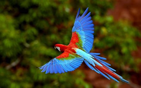 wallpapers: Parrots Wallpapers