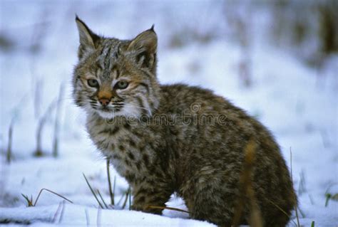 Young Bobcat in Snow stock image. Image of snow, spots - 10216153