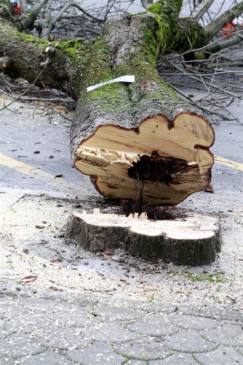 Alberi abbattuti in piazza a Bettola scoppia la polemica Libertà