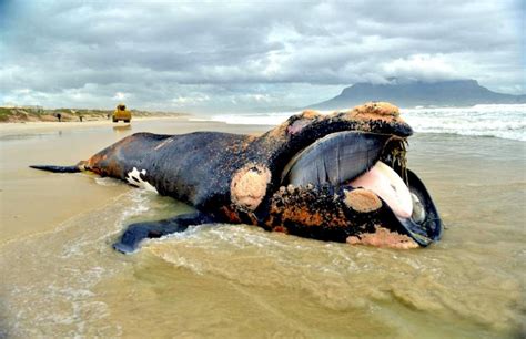 Southern Right Whale – "OCEAN TREASURES" Memorial Library