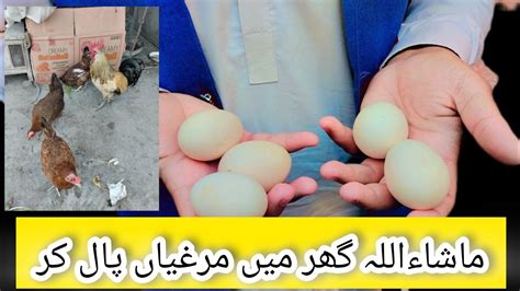 Rooftop Poultry Raising Chickens At Rooftop Ghr Ki Chat Py Murgiya