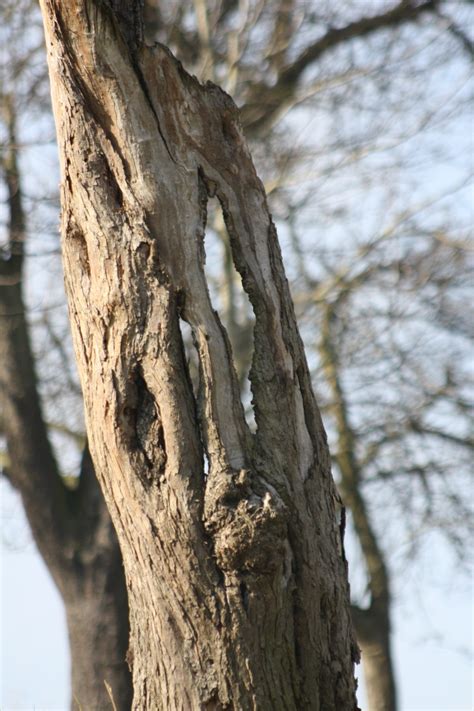 Free Images Tree Nature Branch Snow Winter Wood Leaf Flower