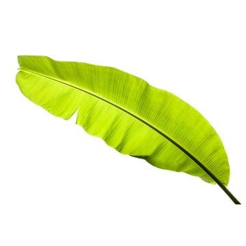 Banana Leaf Clipart Images | Free Download | PNG Transparent Background - Pngtree