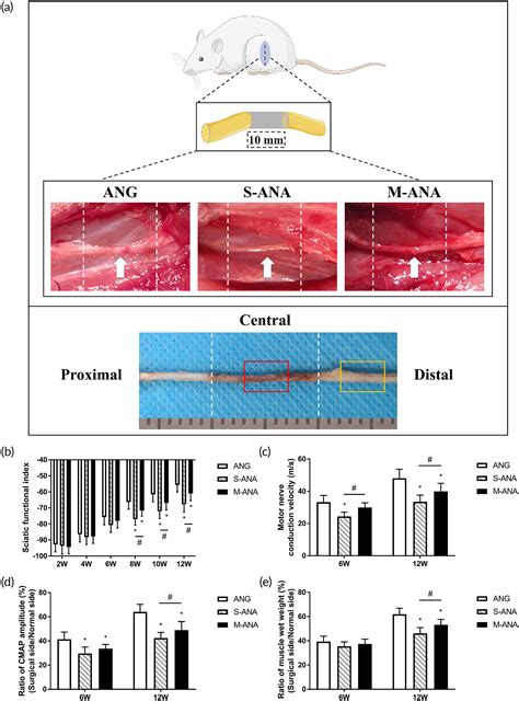 Preparation And Assessment Of An Optimized Multichannel Acellular Nerve