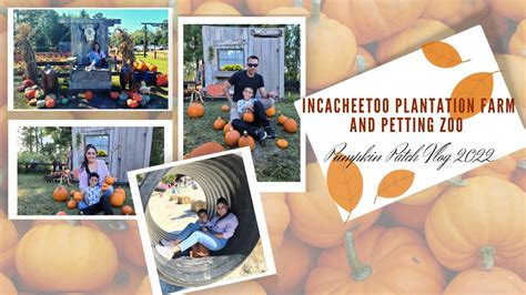 Incacheetoo Farm Pumpkin Patch Vlog This Is What We Do Every Year