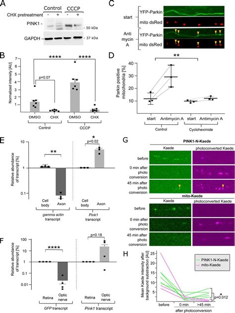 Neuronal Mitochondria Transport Pink1 MRNA Via Synaptojanin 2 To