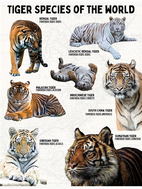 scientific tiger species   world biological wildlife diagram