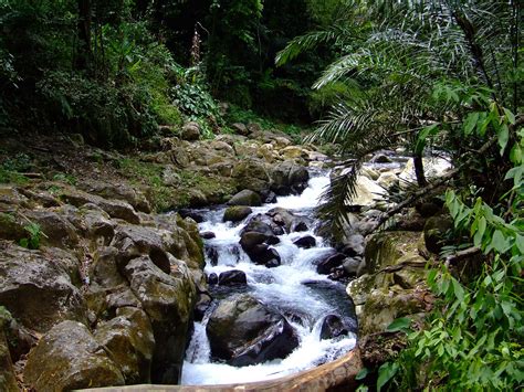 Kostenlose Foto Baum Wasser Natur Wald Draussen Rock Wasserfall