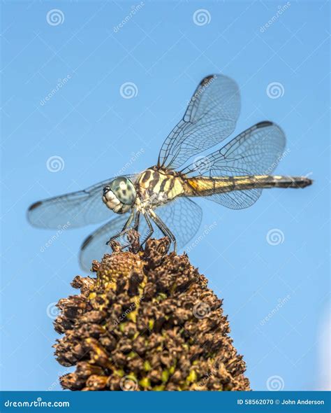 Green Darner Dragonfly Shown Up Close On A Dead Branch Royalty-Free