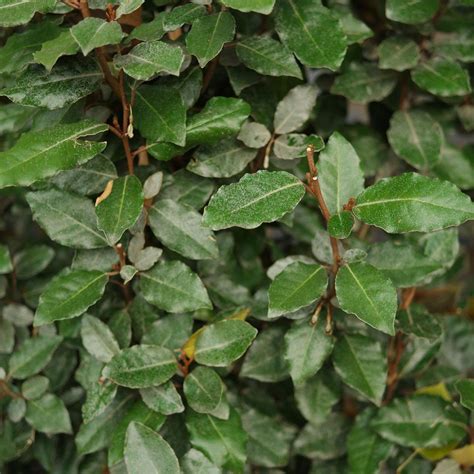 Elaeagnus Hahira Nursery Georgia Nursery