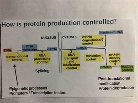 Regulation of transcription factor activation Flashcards | Quizlet 