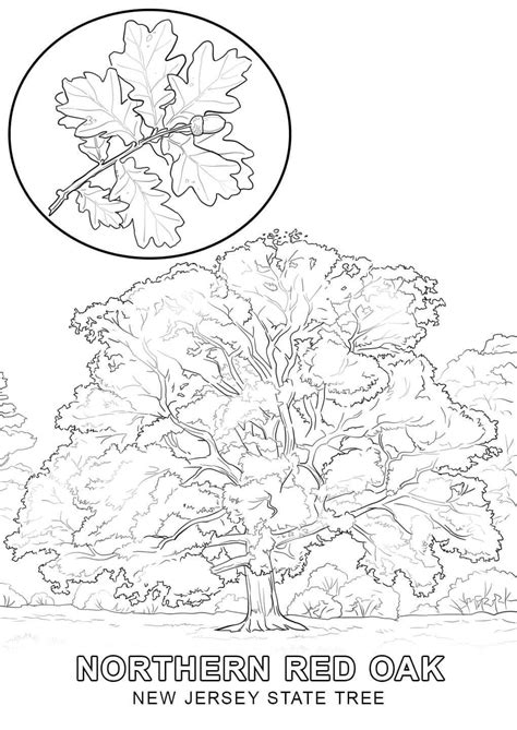 State Of New Jersey Tree Coloring Page Download Print Or Color
