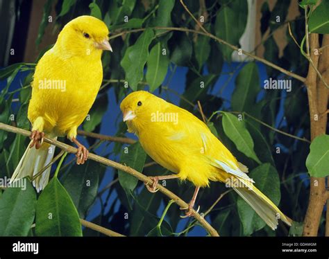 Yellow Canaries Serinus Canaria Domestica Stock Photo Alamy