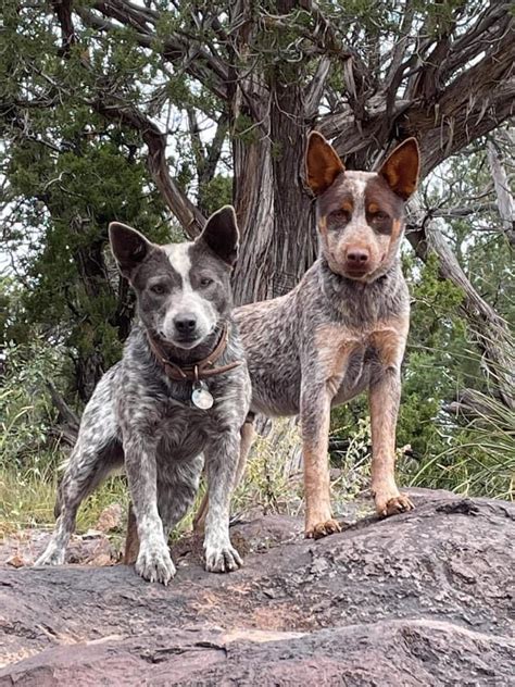 Australian Cattle Dog Love Heartwarming Pictures Of This Beloved Breed
