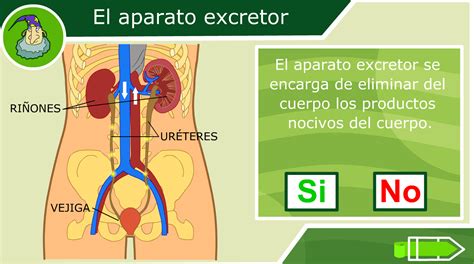 El Sistema Excretor Para Tercero De Primaria Pdf Sistema Urinario | Images and Photos finder