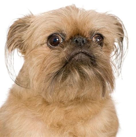 15 Weirdest Dog Breeds We Love