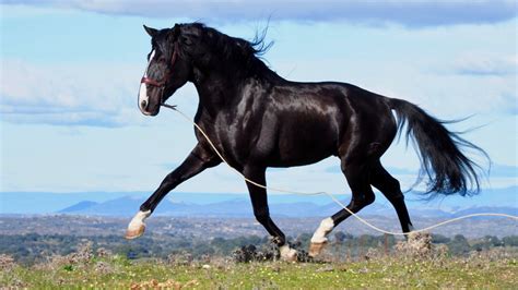 Andalusian Black Stallion at stud and for sale. Cod. 9527 - Iberian ...