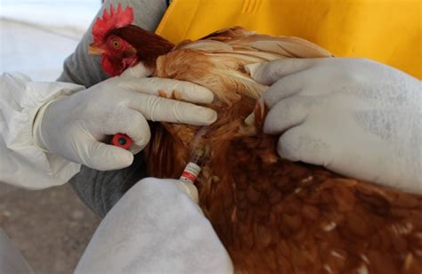 Senasa Ejecuta Muestreo Para Descartar Influenza Aviar En Moquegua