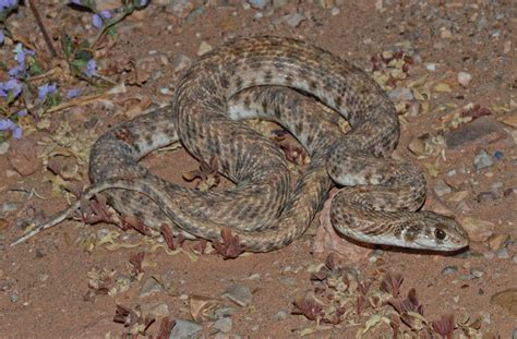 Moila Snake Reptiles And Amphibians Of Morocco · Inaturalist