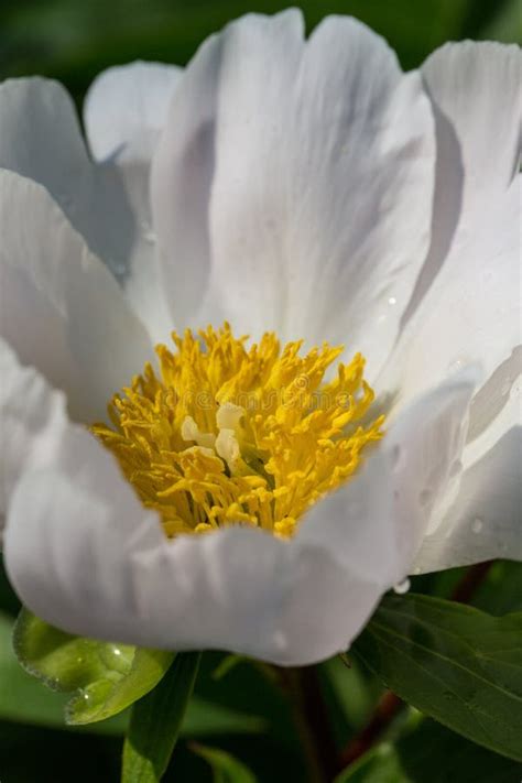 White Peony Flower in the Garden Stock Image - Image of flowers, blossom: 149196479