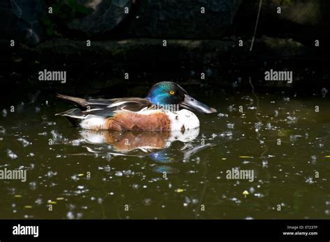 A male Northern Shoveler Duck Stock Photo - Alamy