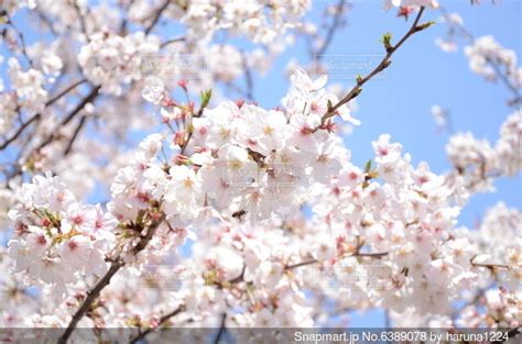 青空に映える満開の桜の写真・画像素材 6389078 Snapmart（スナップマート）